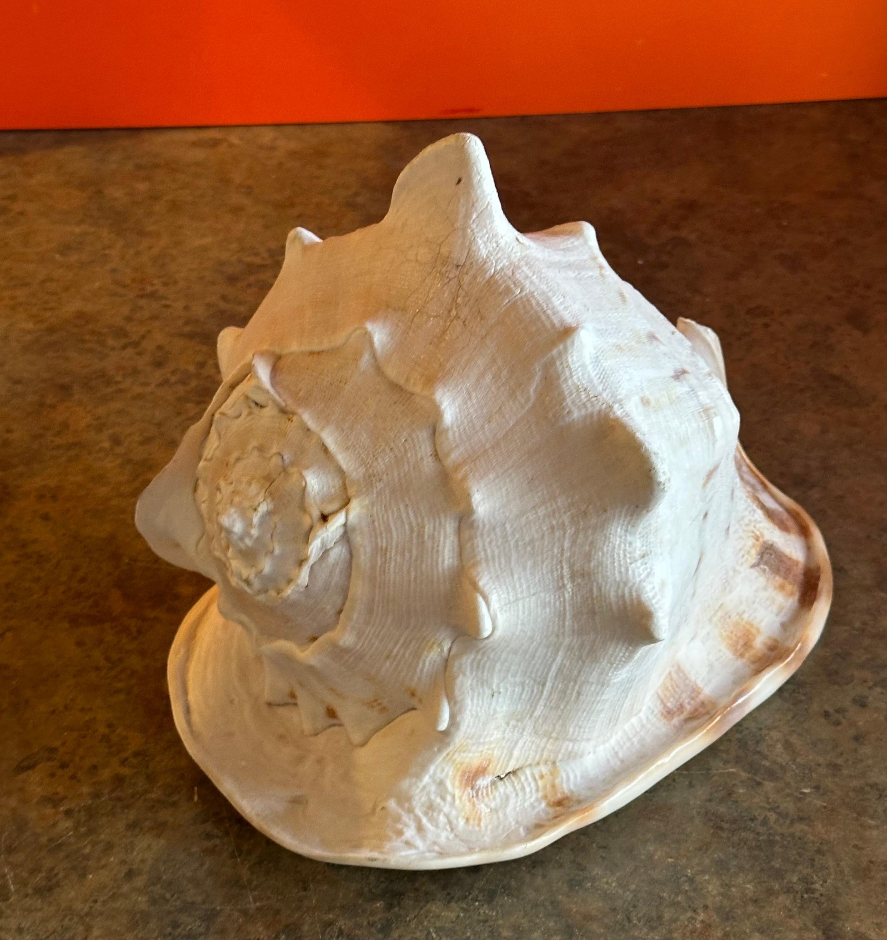 Massive Conch Shell  For Sale 2
