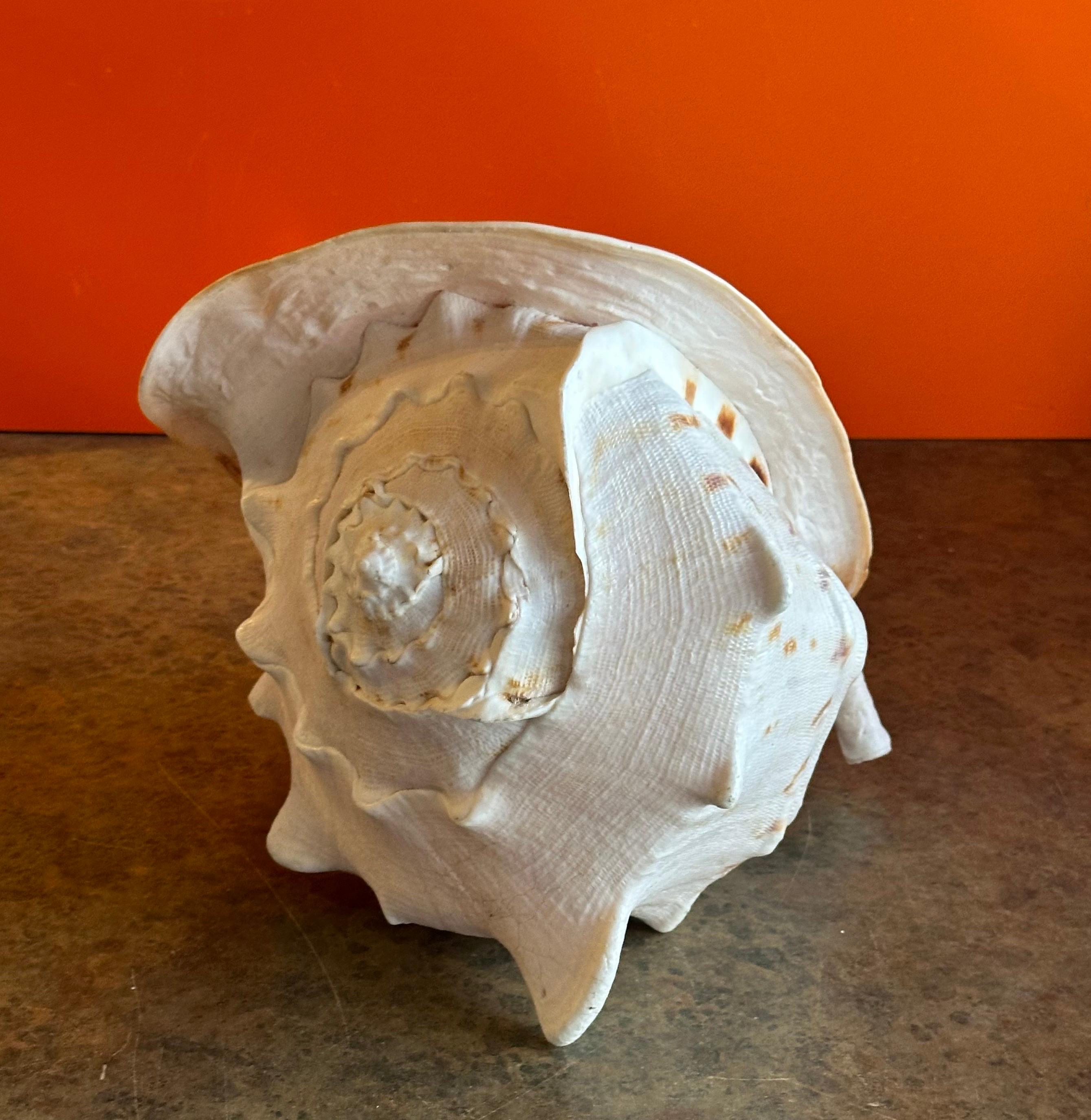 Massive Conch Shell  For Sale 1