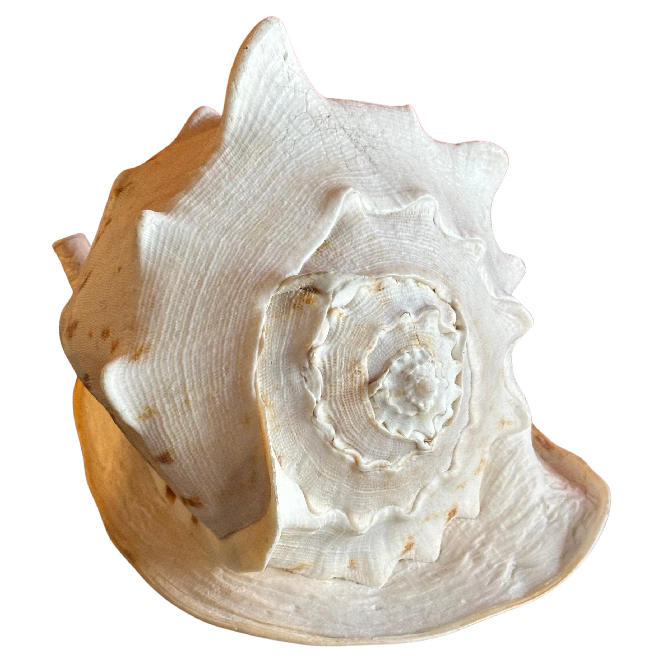 Massive Conch Shell  For Sale