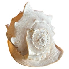Vintage Massive Conch Shell 