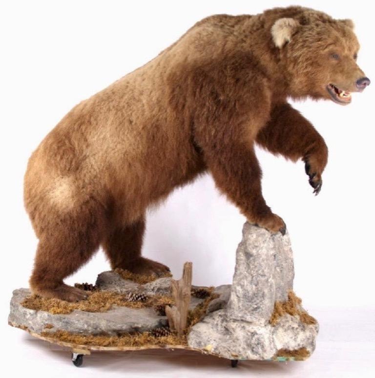 Massive Grizzly Bear Taxidermy at 1stDibs