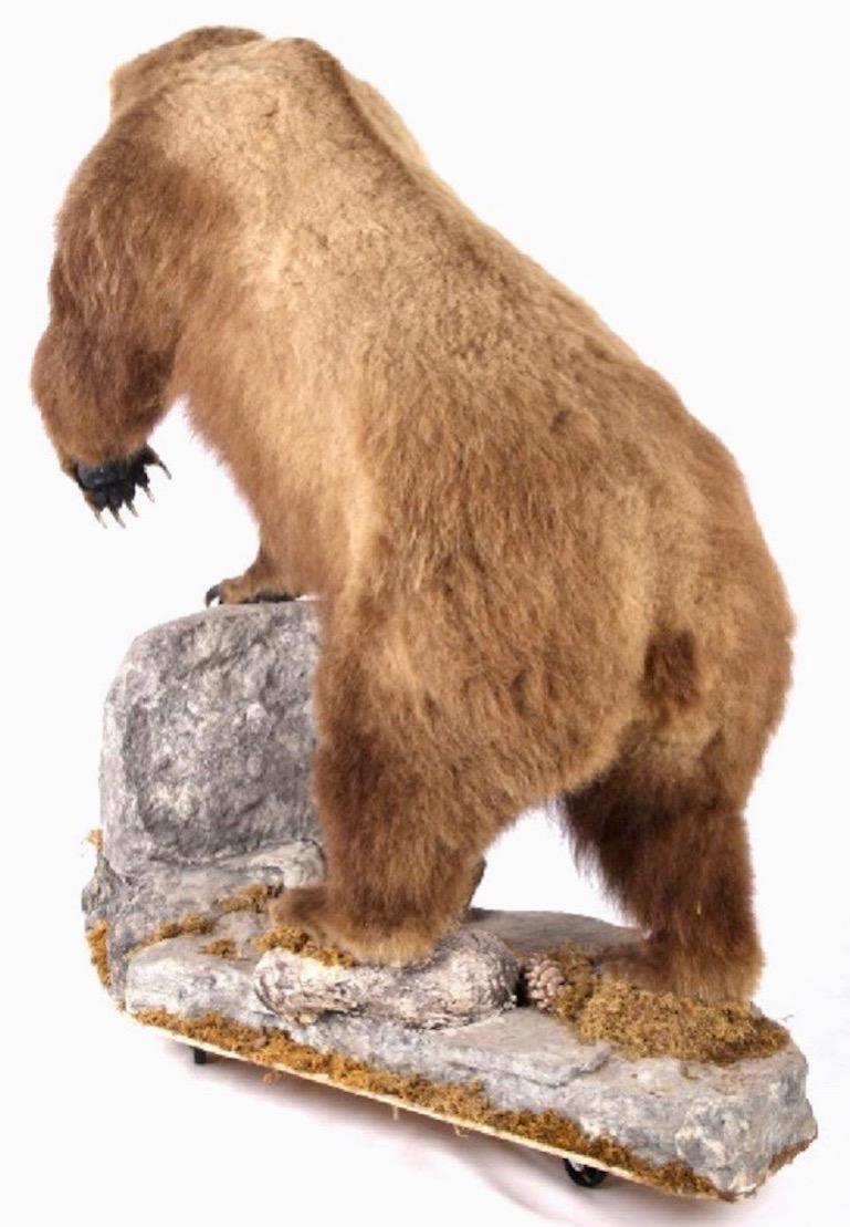 taxidermy grizzly bear for sale