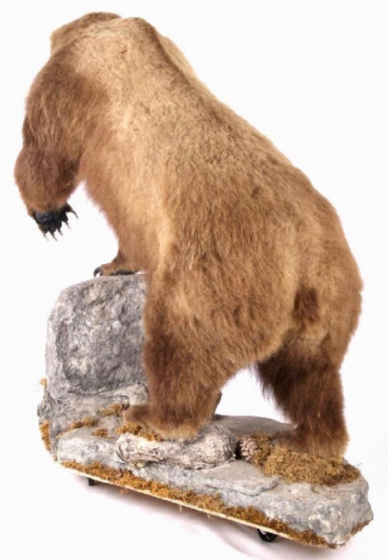 Massive Grizzly Bear Taxidermy at 1stDibs taxidermy grizzly bear for