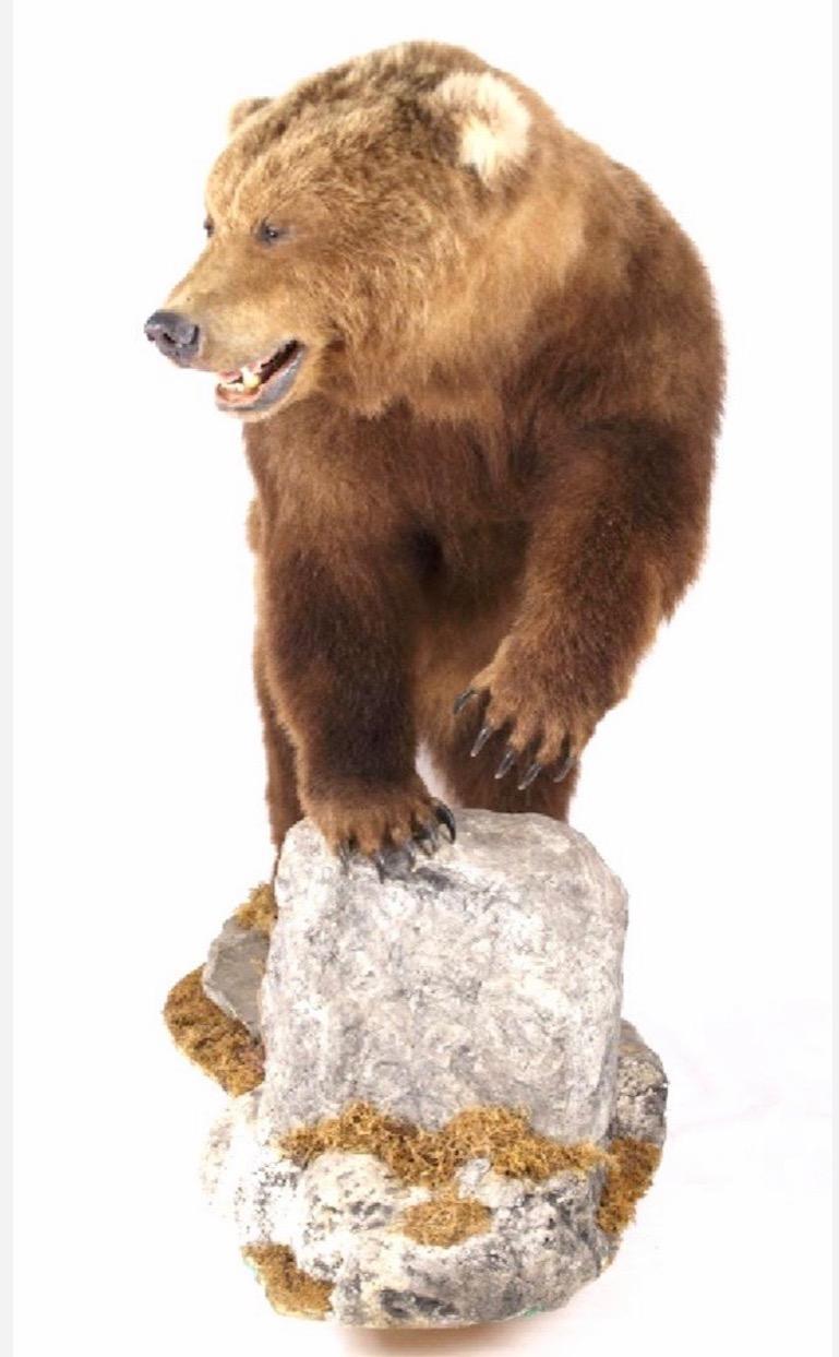 grizzly bear head mount