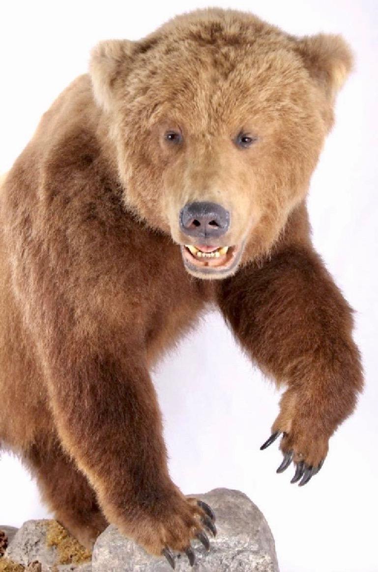 taxidermy bear