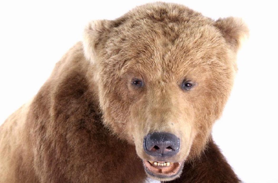 American Massive Grizzly Bear Taxidermy