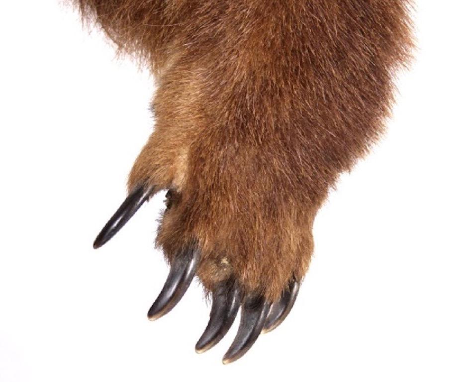Massive Grizzly Bear Taxidermy In Excellent Condition In Los Angeles, CA
