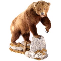 Taxidermie d'un énorme ours grizzly