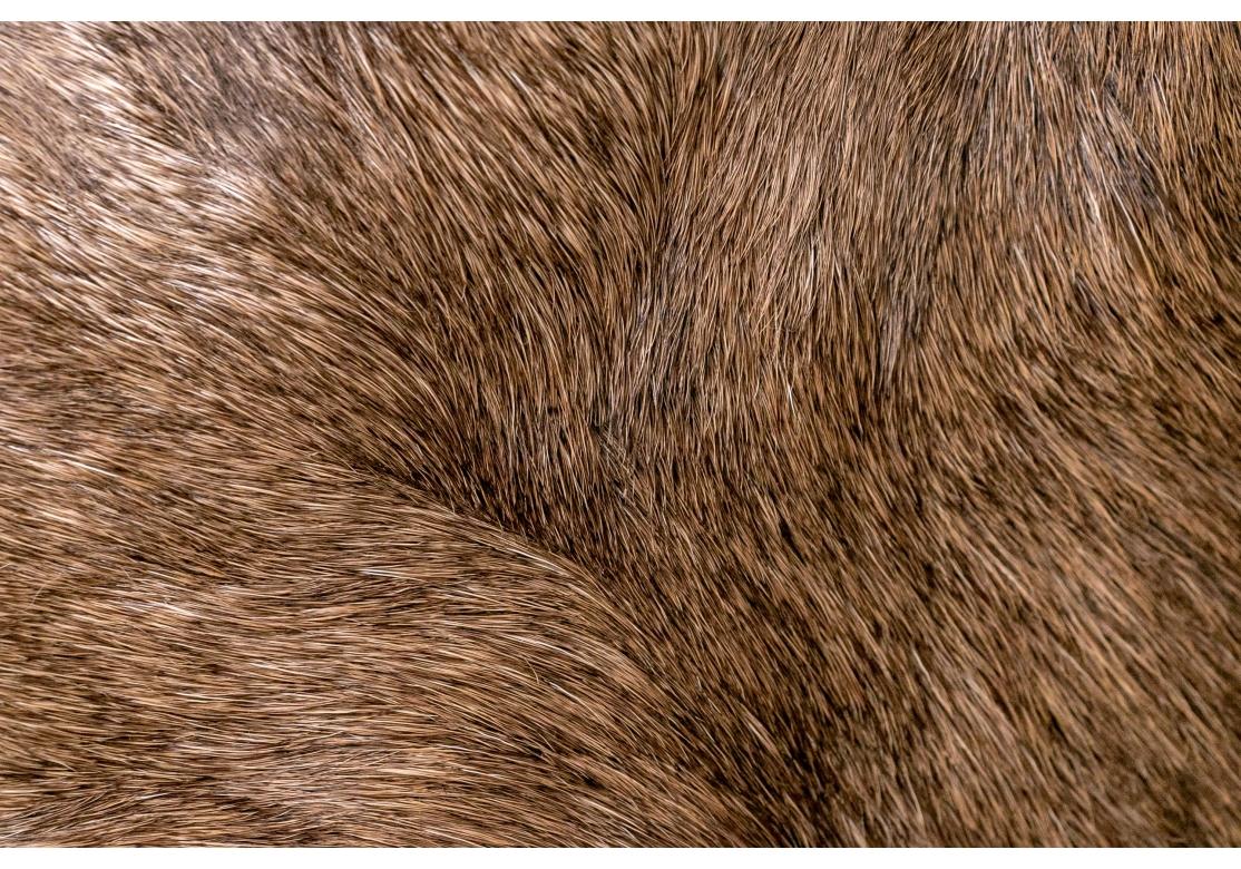 Montura Taxidermia Alce Masivo en venta 9