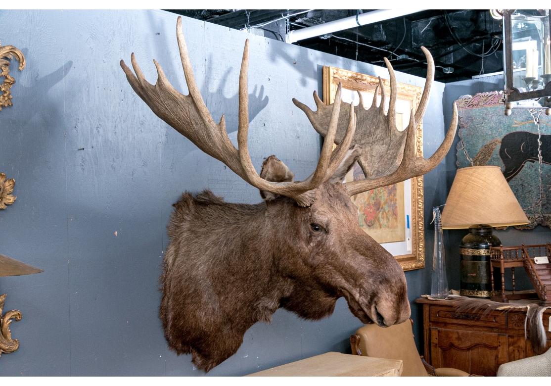 Montura Taxidermia Alce Masivo en venta 11