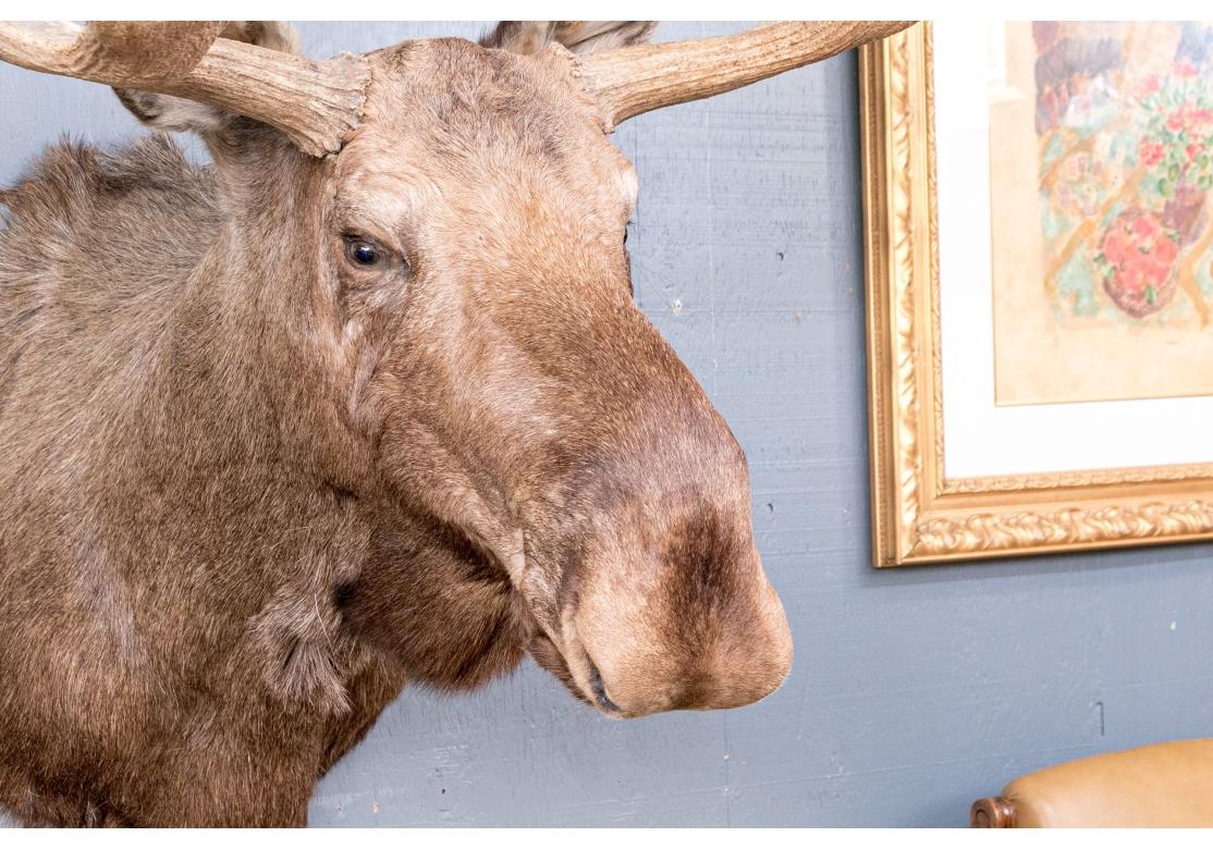 Montura Taxidermia Alce Masivo en venta 12