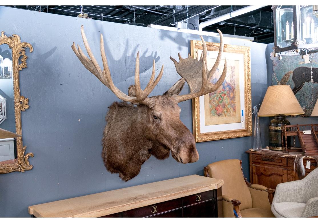 Montura Taxidermia Alce Masivo en venta 13