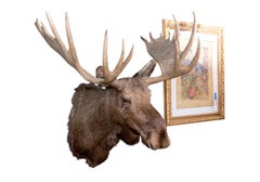 Massive Moose Taxidermy Mount