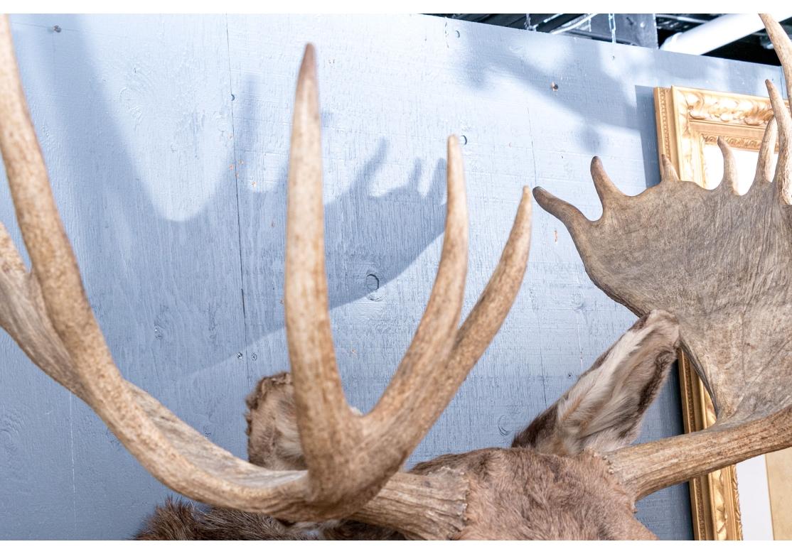 Montura Taxidermia Alce Masivo Rústico en venta