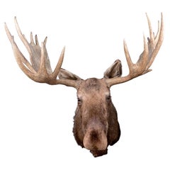 Massiver Moose Taxidermie-Montierung