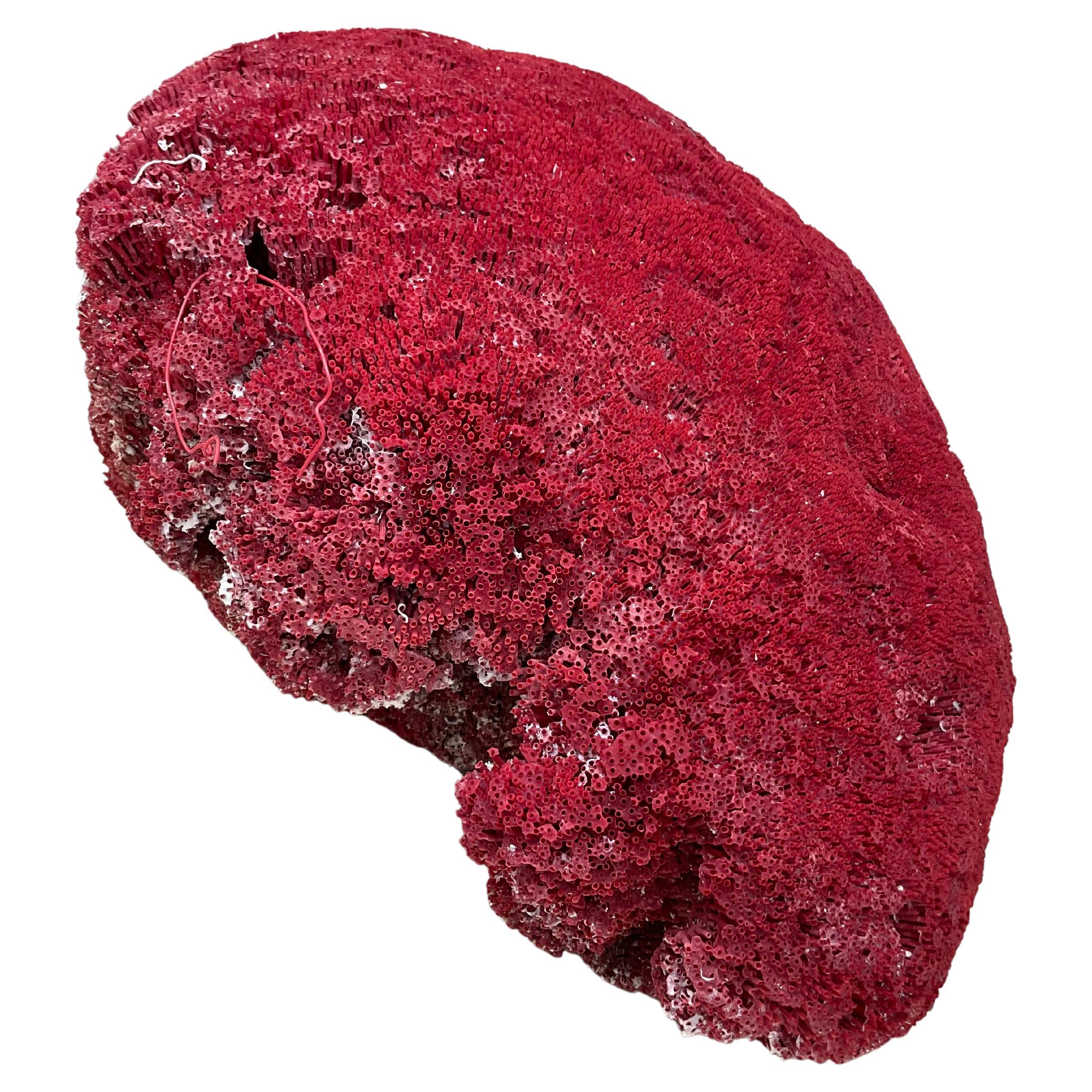 Enorme ejemplar natural de arrecife de coral rojo. El color es un rojo rubí natural Parte inferior plana para exponerla fácilmente. Este ejemplar tiene un tamaño estupendo para exponerlo en cualquier decoración.