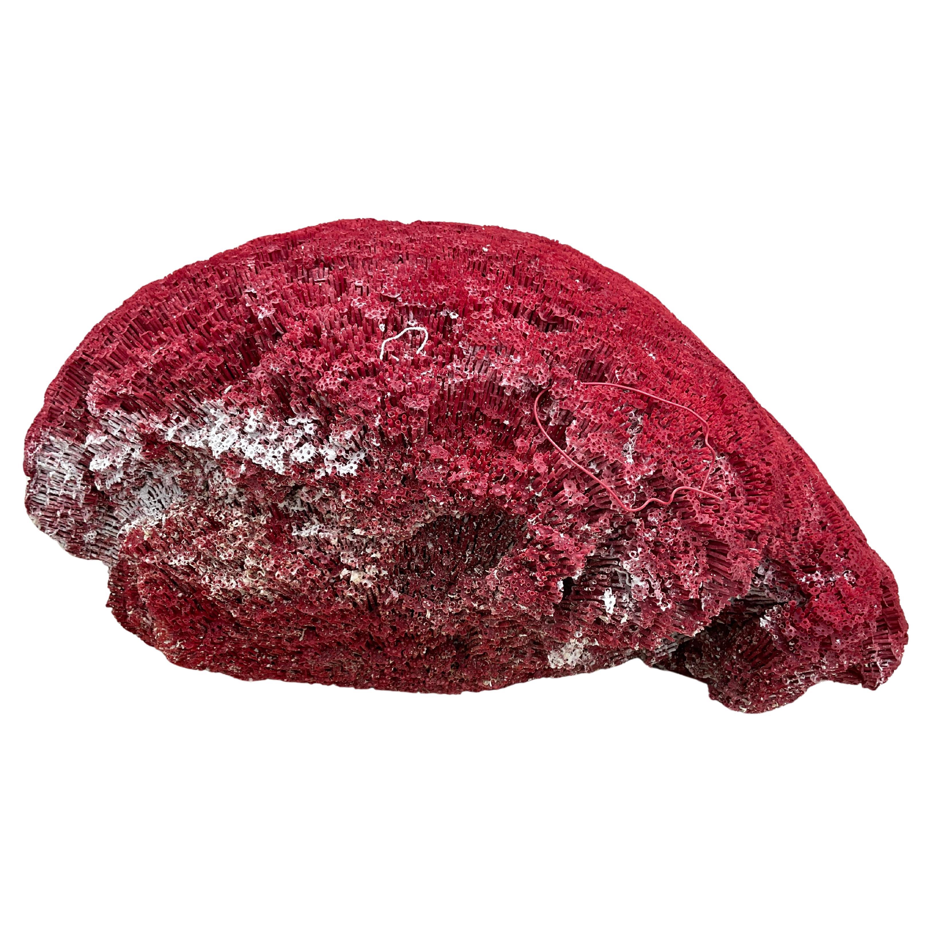 Espécimen masivo de coral pipa rojo natural         #4 Moderno orgánico en venta