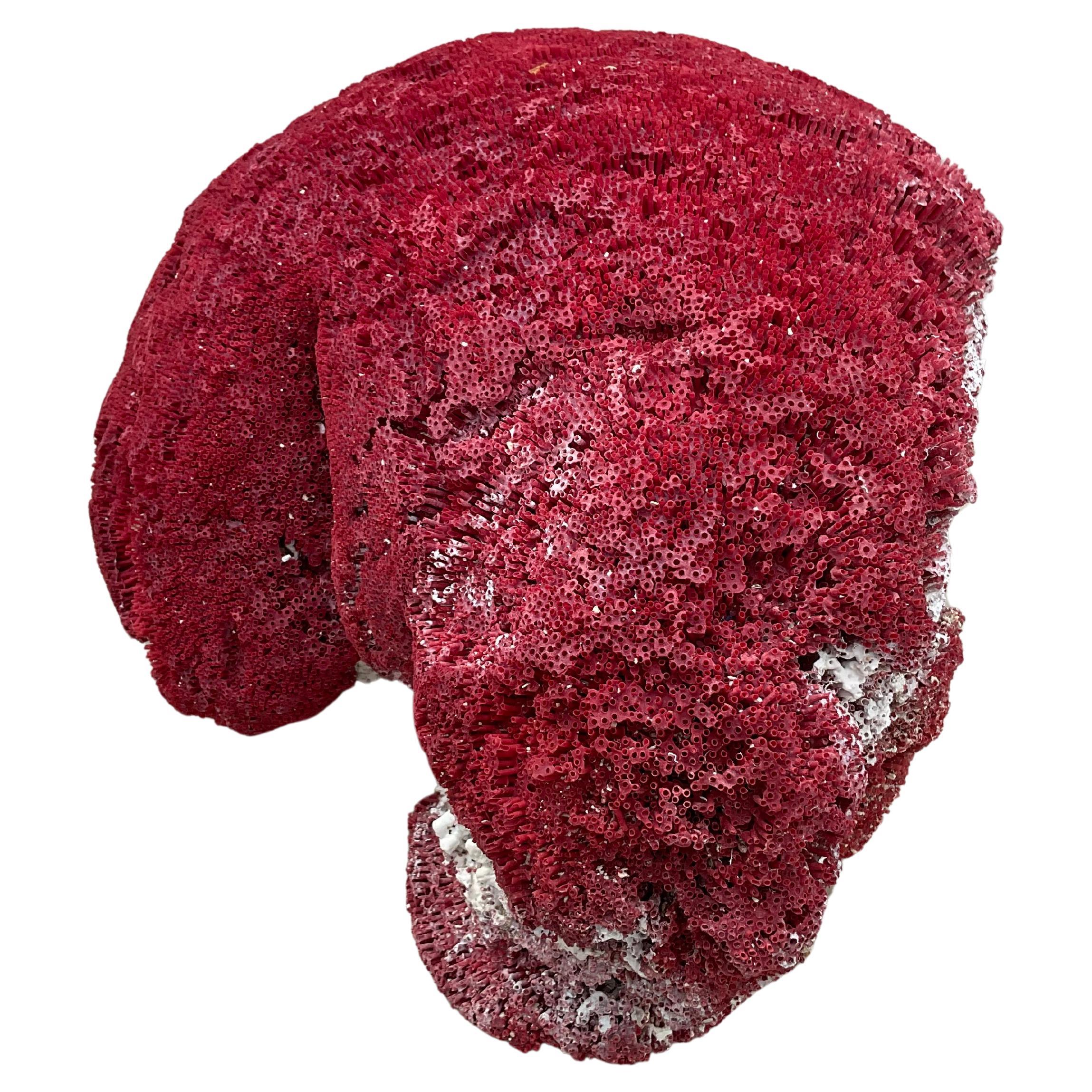 Espécimen masivo de coral pipa rojo natural         #4 Italiano en venta