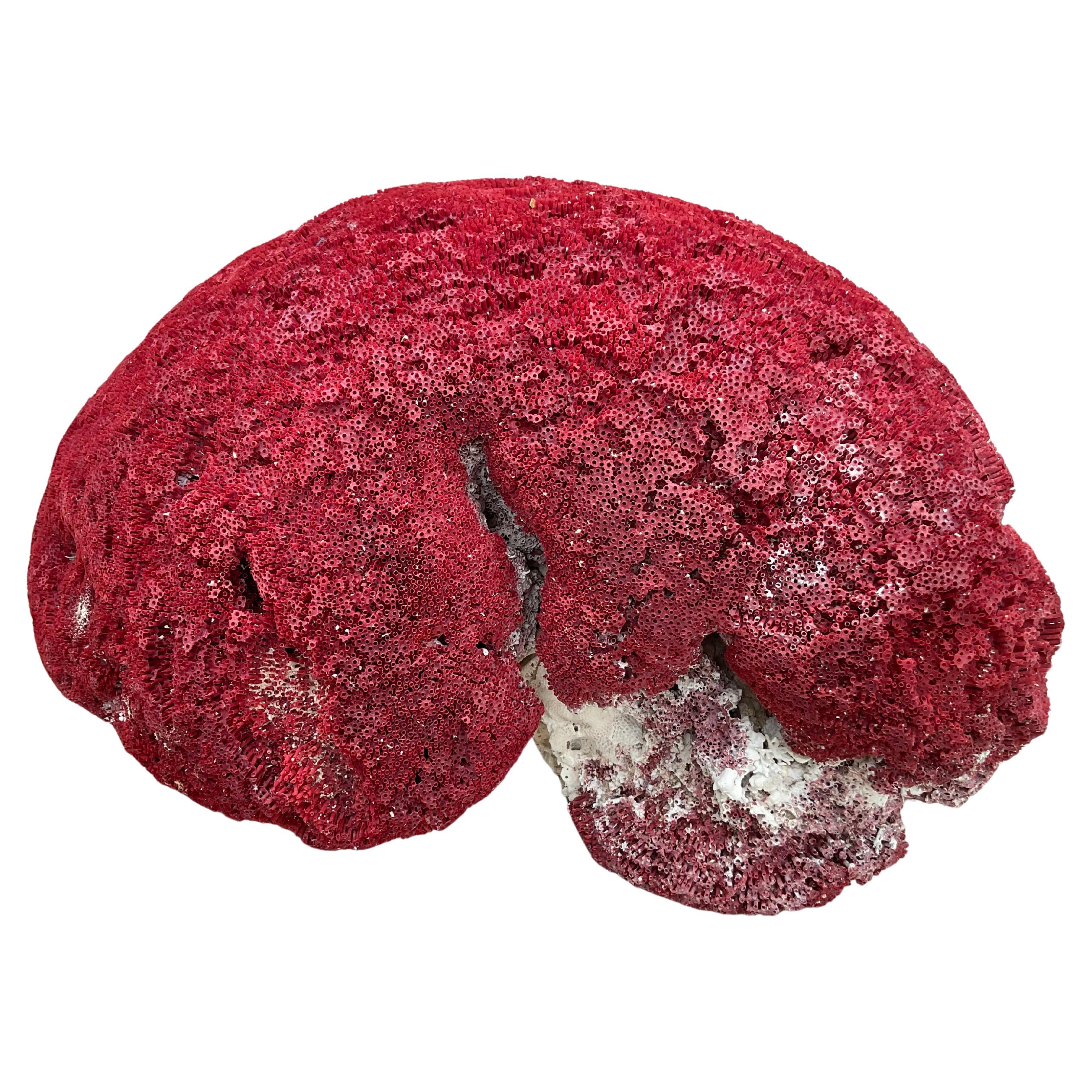 Espécimen masivo de coral pipa rojo natural         #4 en Bueno estado para la venta en Bradenton, FL