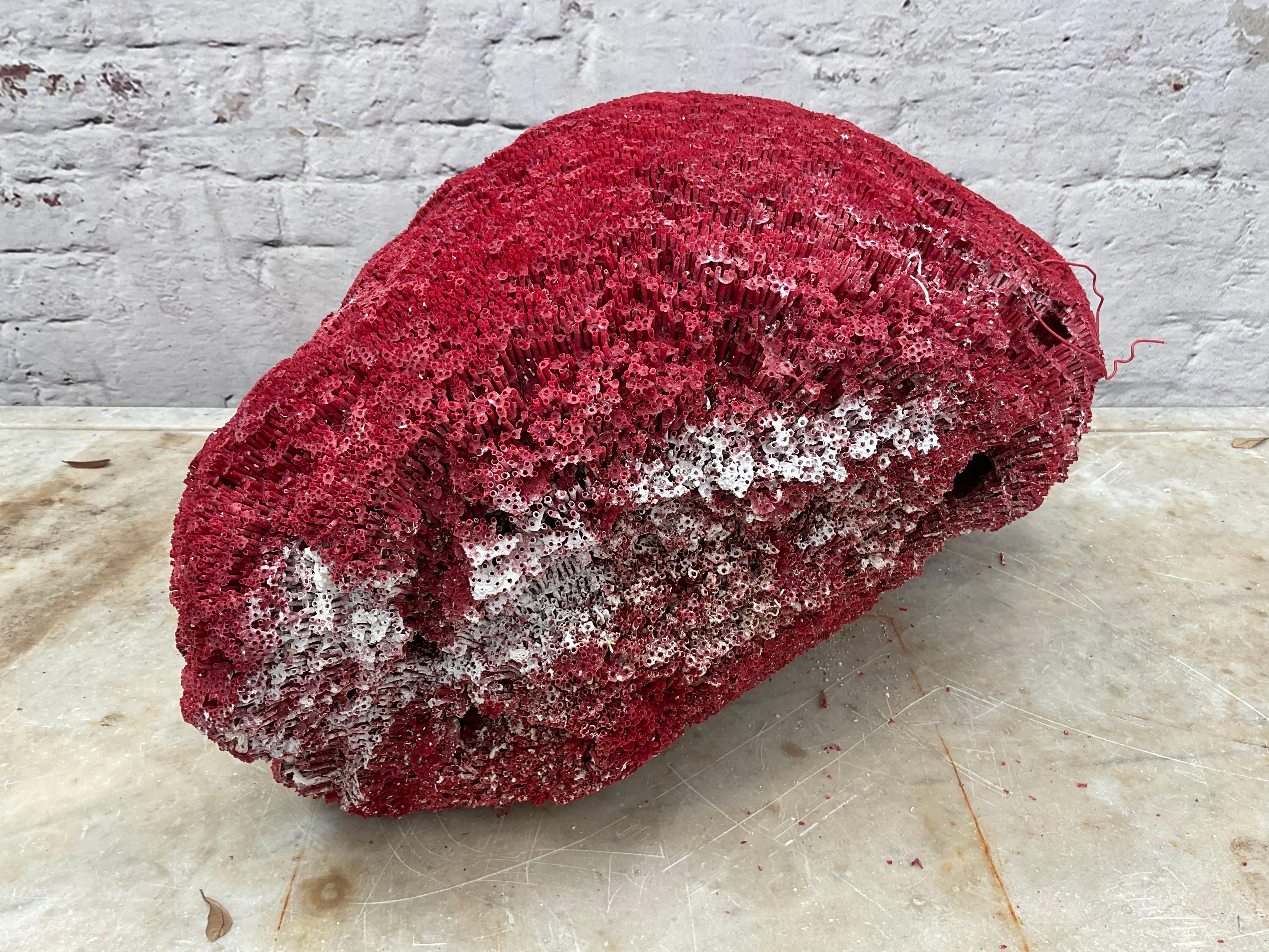 Espécimen masivo de coral pipa rojo natural         #4 siglo XX en venta