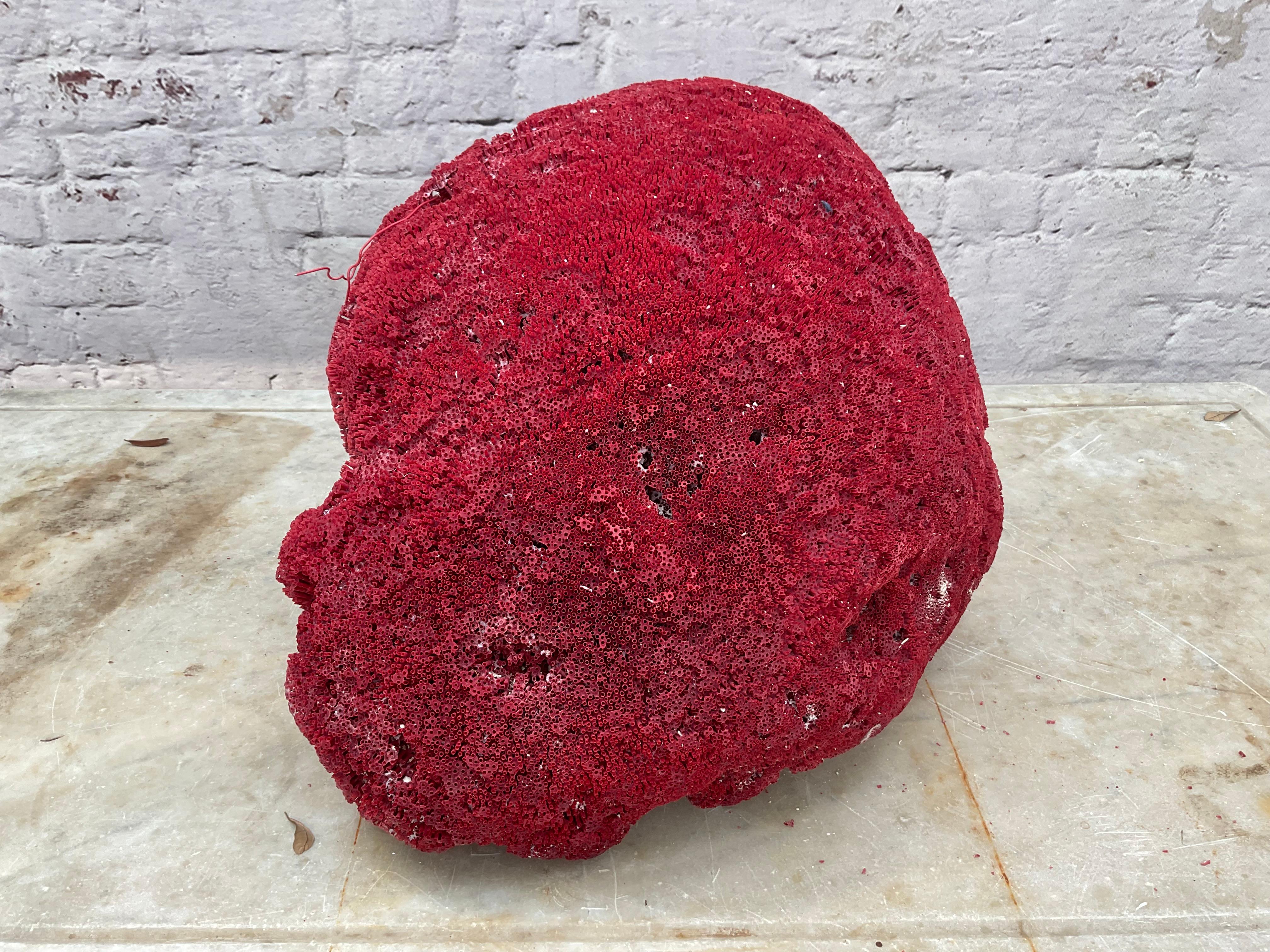 Espécimen masivo de coral pipa rojo natural         #4 Coral en venta