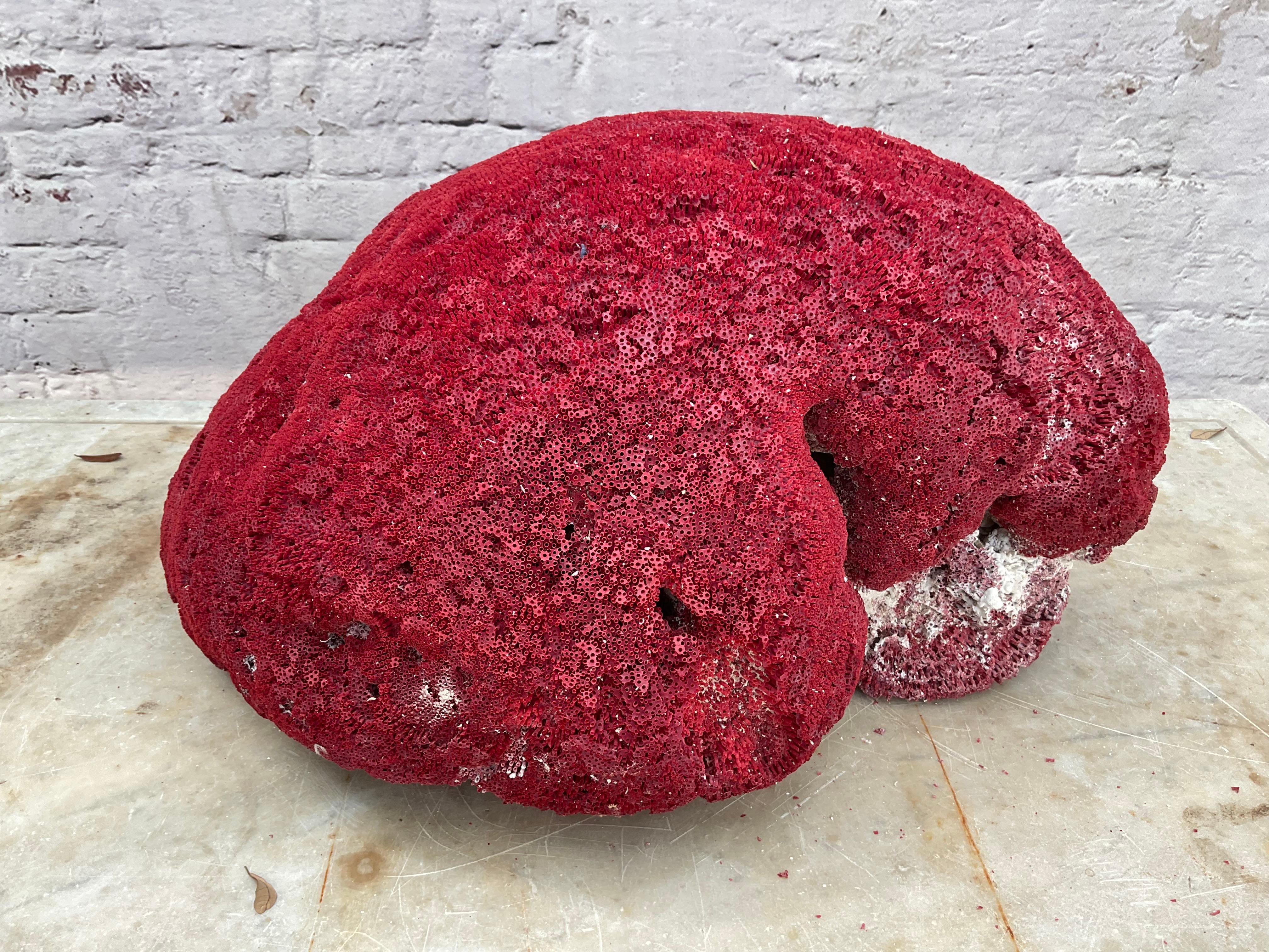 Espécimen masivo de coral pipa rojo natural         #4 en venta 1