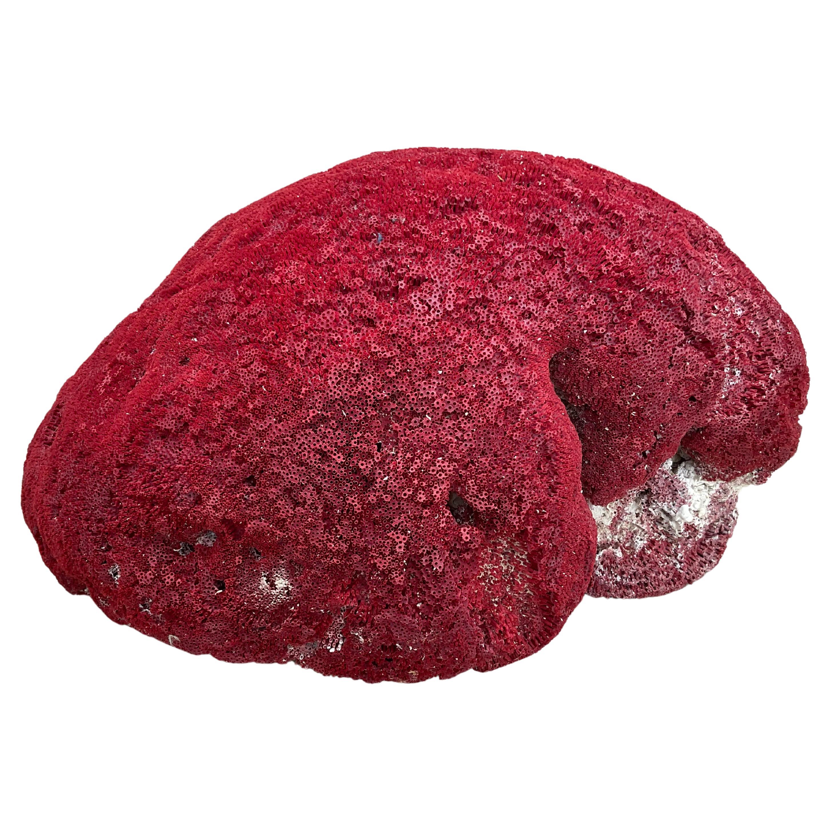 Espécimen masivo de coral pipa rojo natural         #4