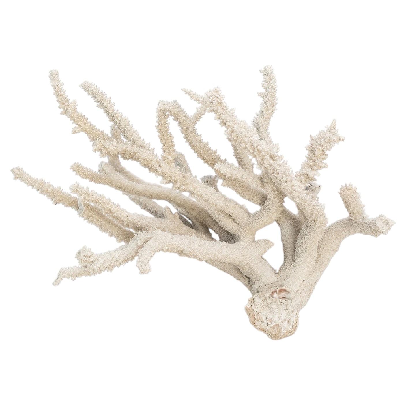 Massive Natural Staghorn Coral Specimen, Organic Modern Coastal Decor, 1970s