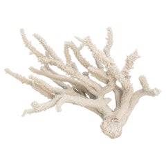 Massive Natural Staghorn Coral Specimen, Organic Modern Coastal Decor, 1970s