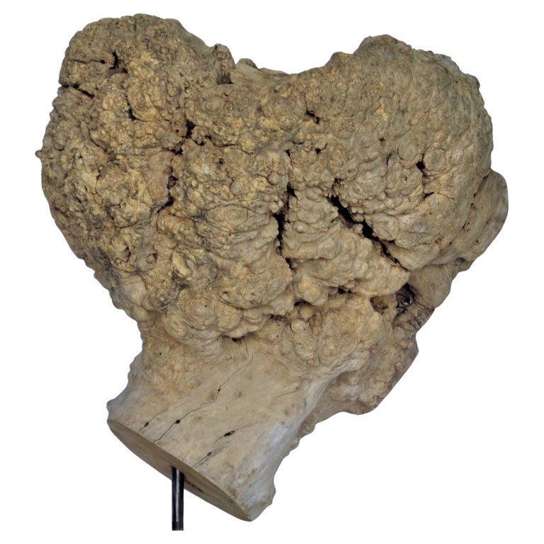 Massive Old Burl Specimen on Stand For Sale at 1stDibs