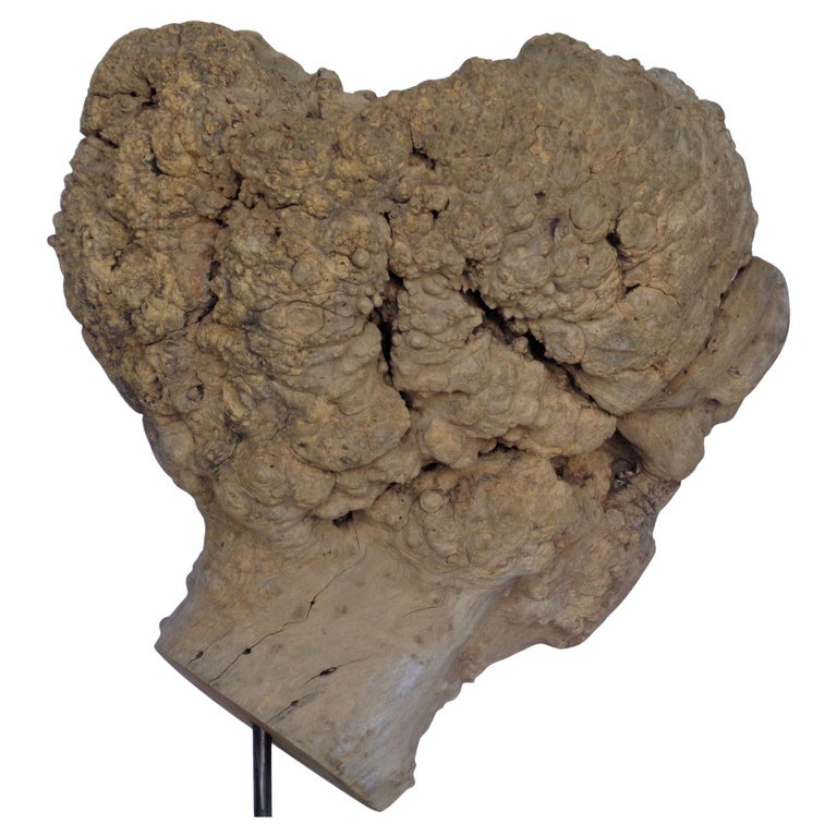 Massive Old Burl Specimen on Stand For Sale at 1stDibs