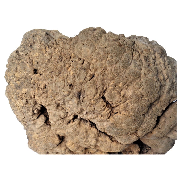 Massive Old Burl Specimen on Stand For Sale at 1stDibs