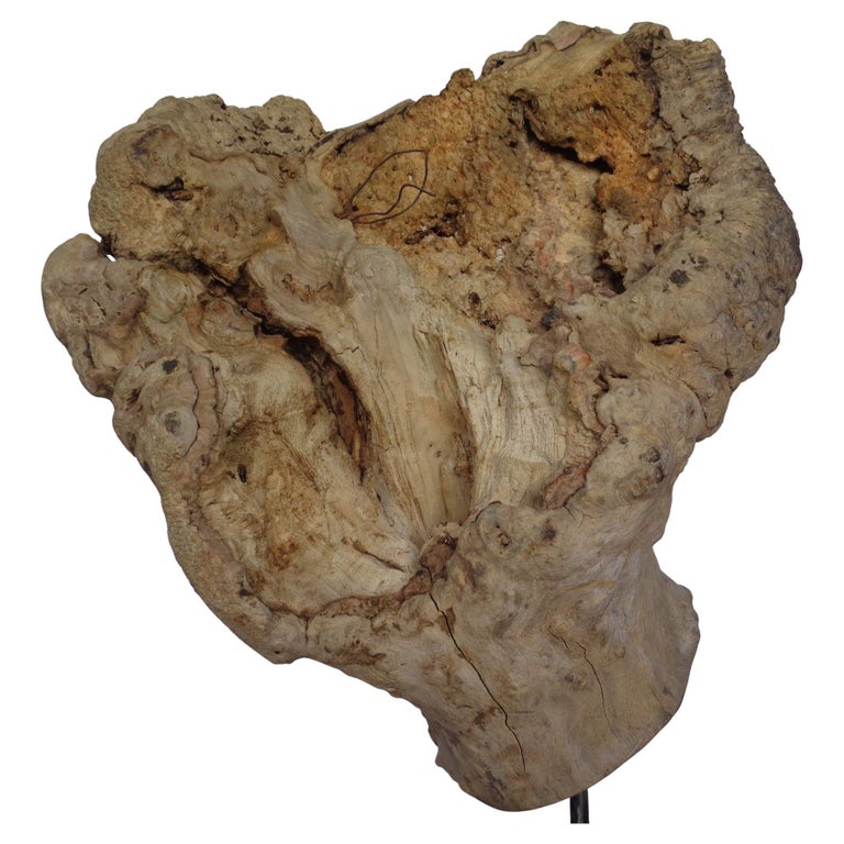 Massive Old Burl Specimen on Stand For Sale at 1stDibs