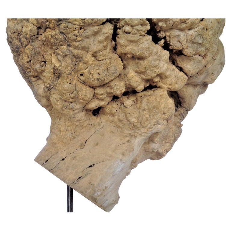 Massive Old Burl Specimen on Stand For Sale at 1stDibs