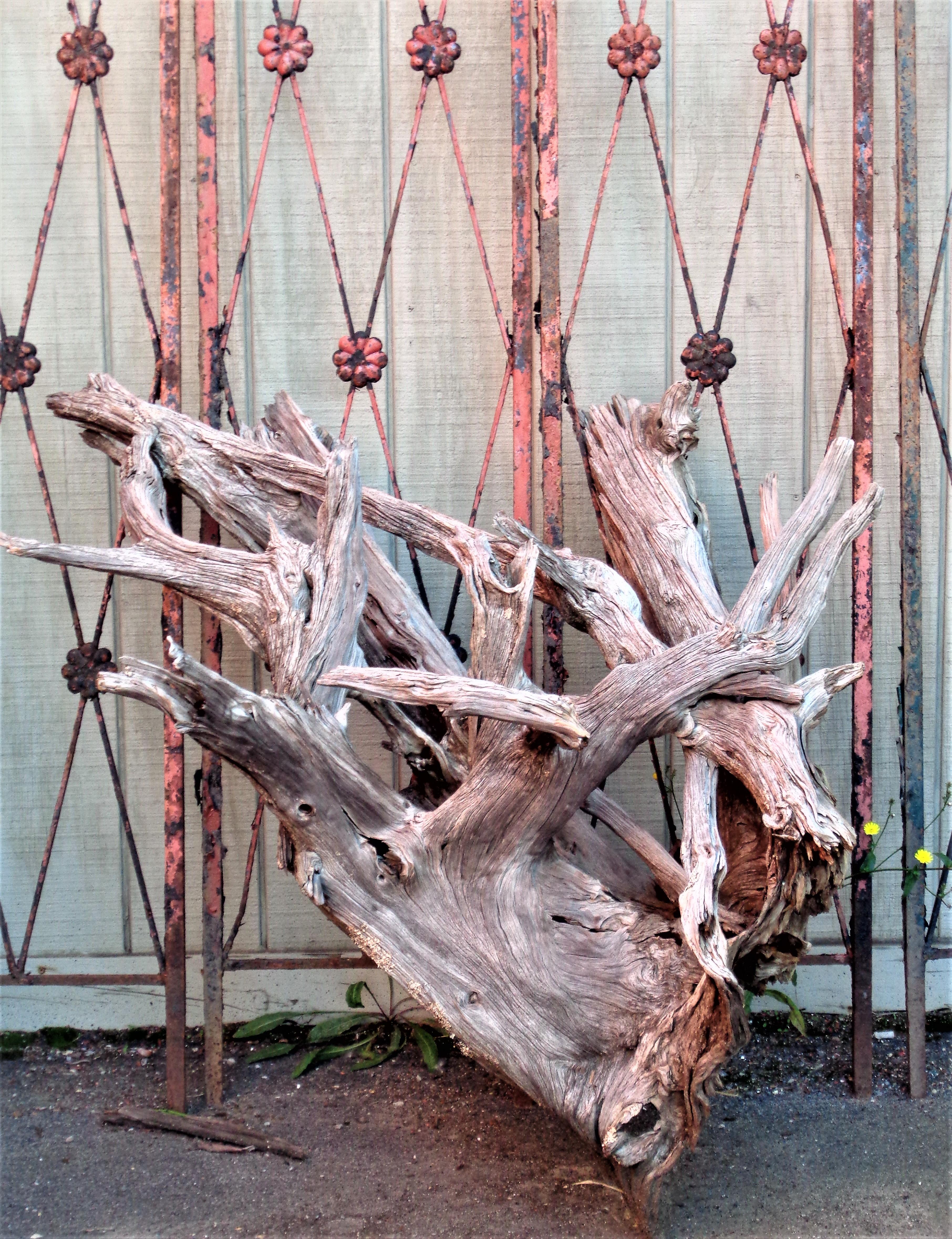 From the Lake Ontario region of Western NY State a massive old piece of gnarly driftwood in as found beautifully aged gray weathered surface. Use for exterior garden landscape design / interior natural sculpture art object. Look at all pictures and