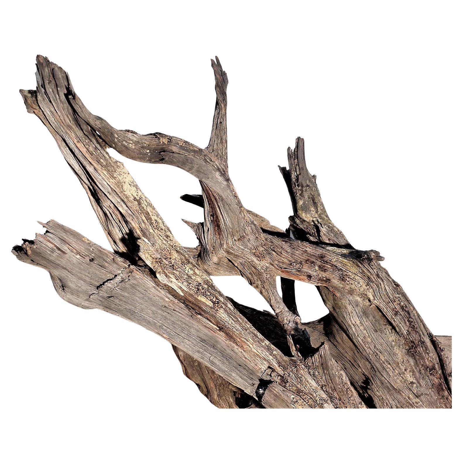 Massive Old Natural Weathered Driftwood For Sale 3