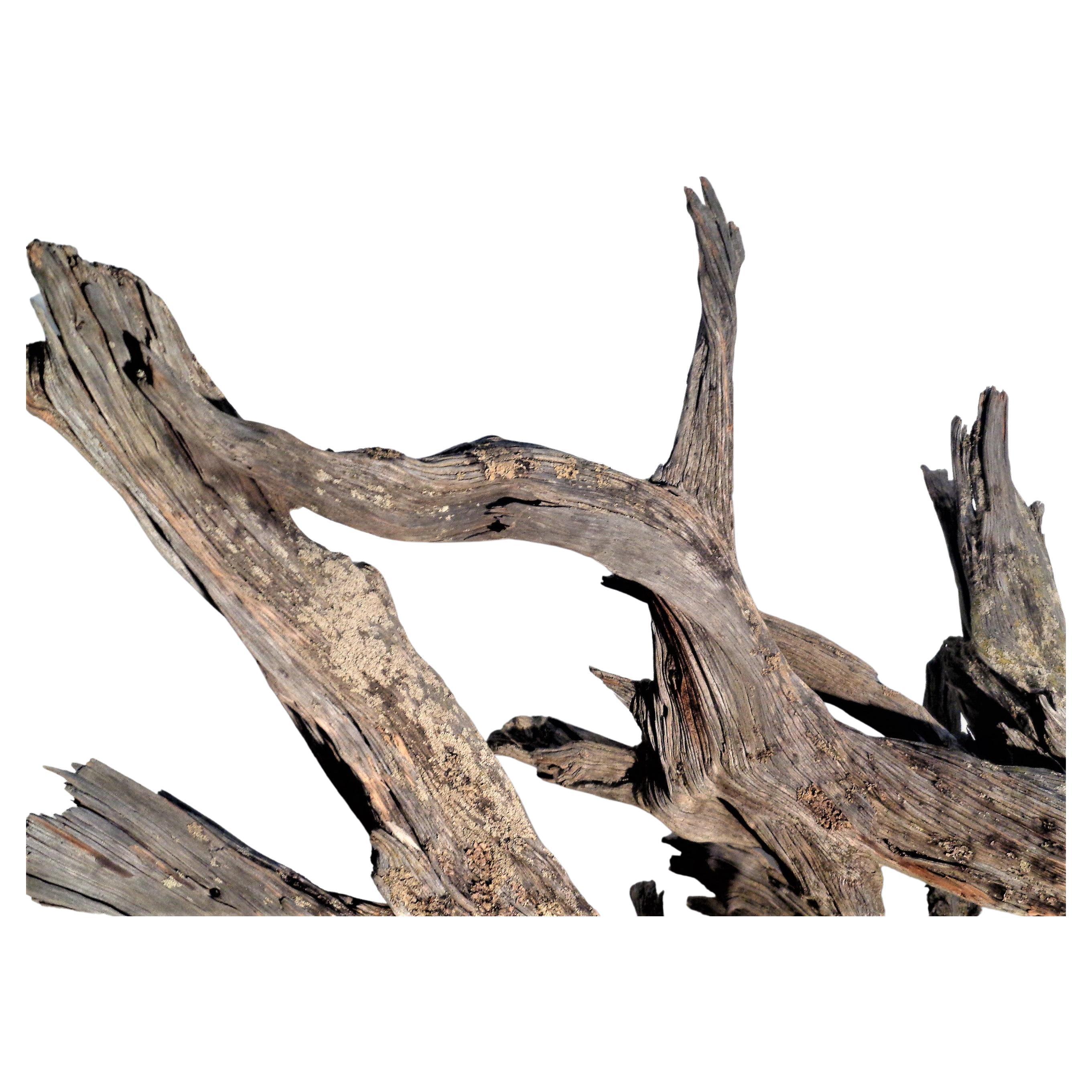 Massive Old Natural Weathered Driftwood For Sale 4