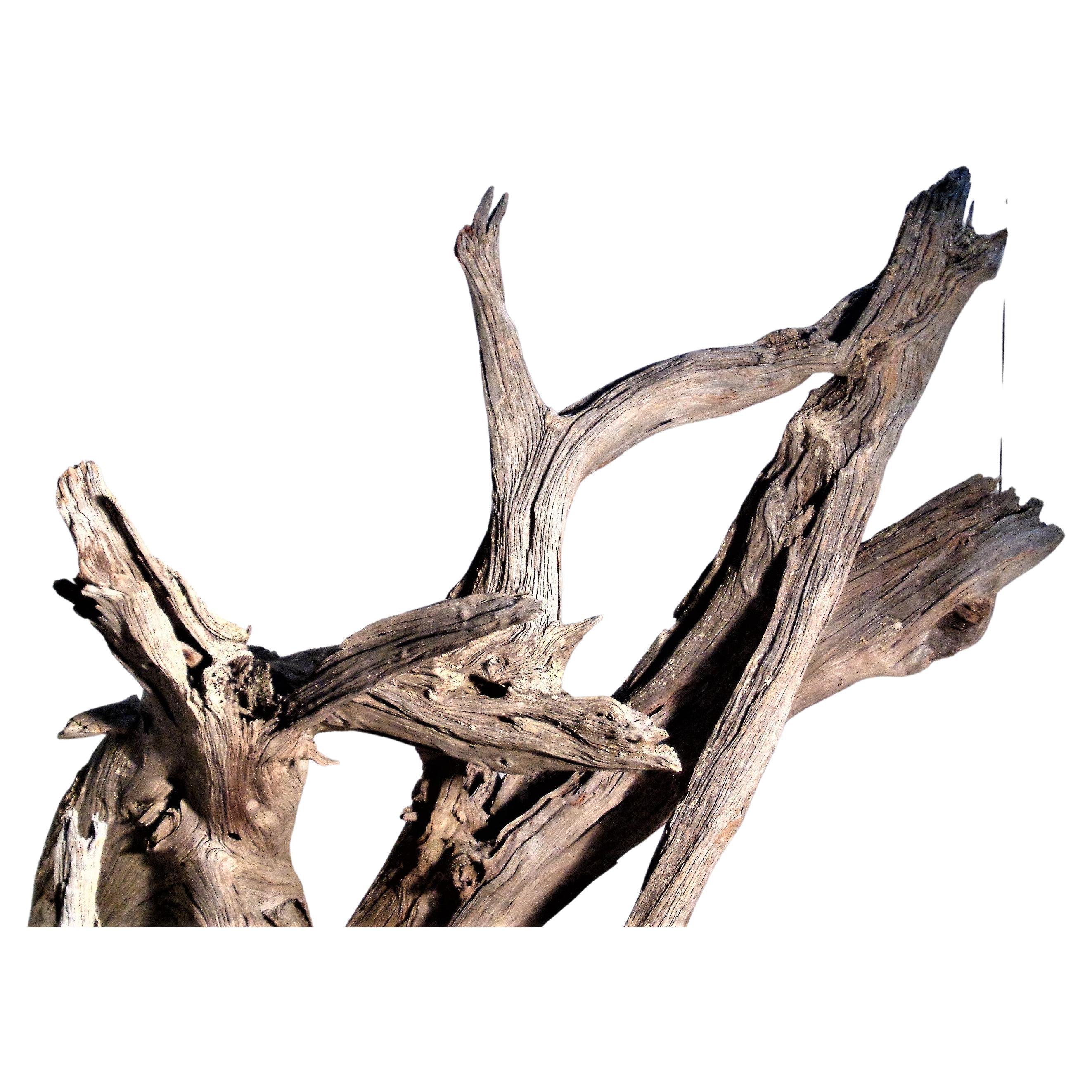 19th Century Massive Old Natural Weathered Driftwood For Sale