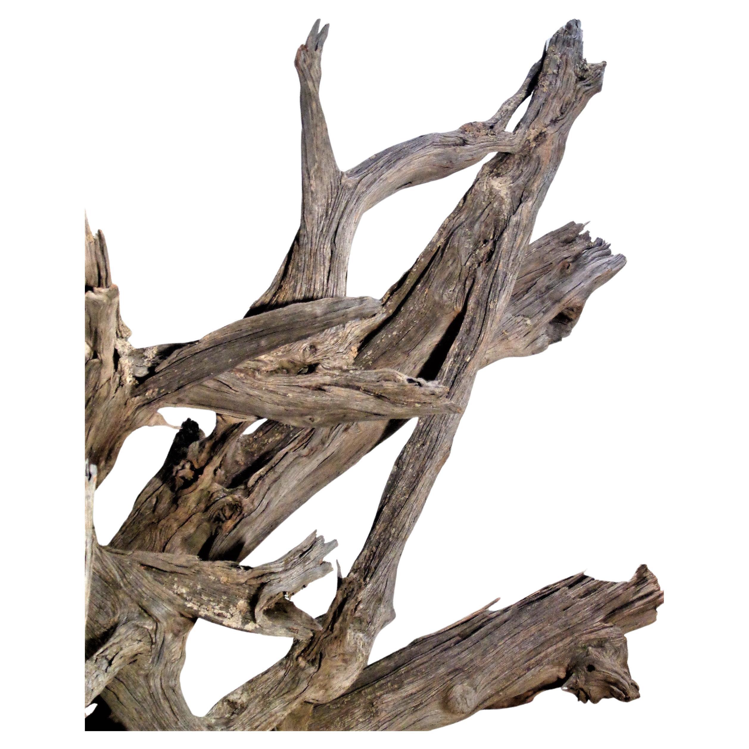 Massive Old Natural Weathered Driftwood For Sale 1