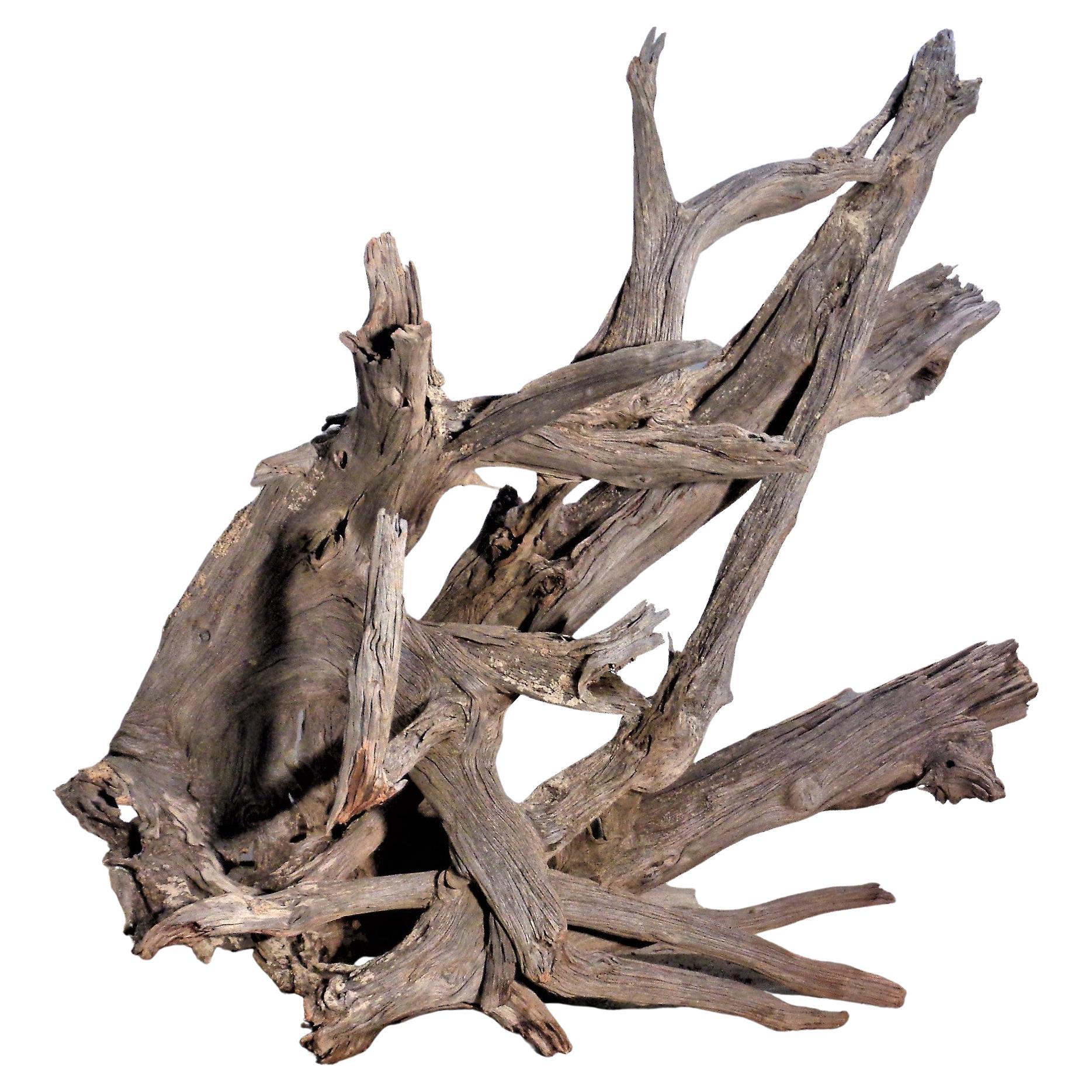 Massive Old Natural Weathered Driftwood For Sale