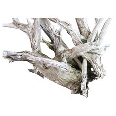 Massive Old Sun Bleached Weathered Driftwood