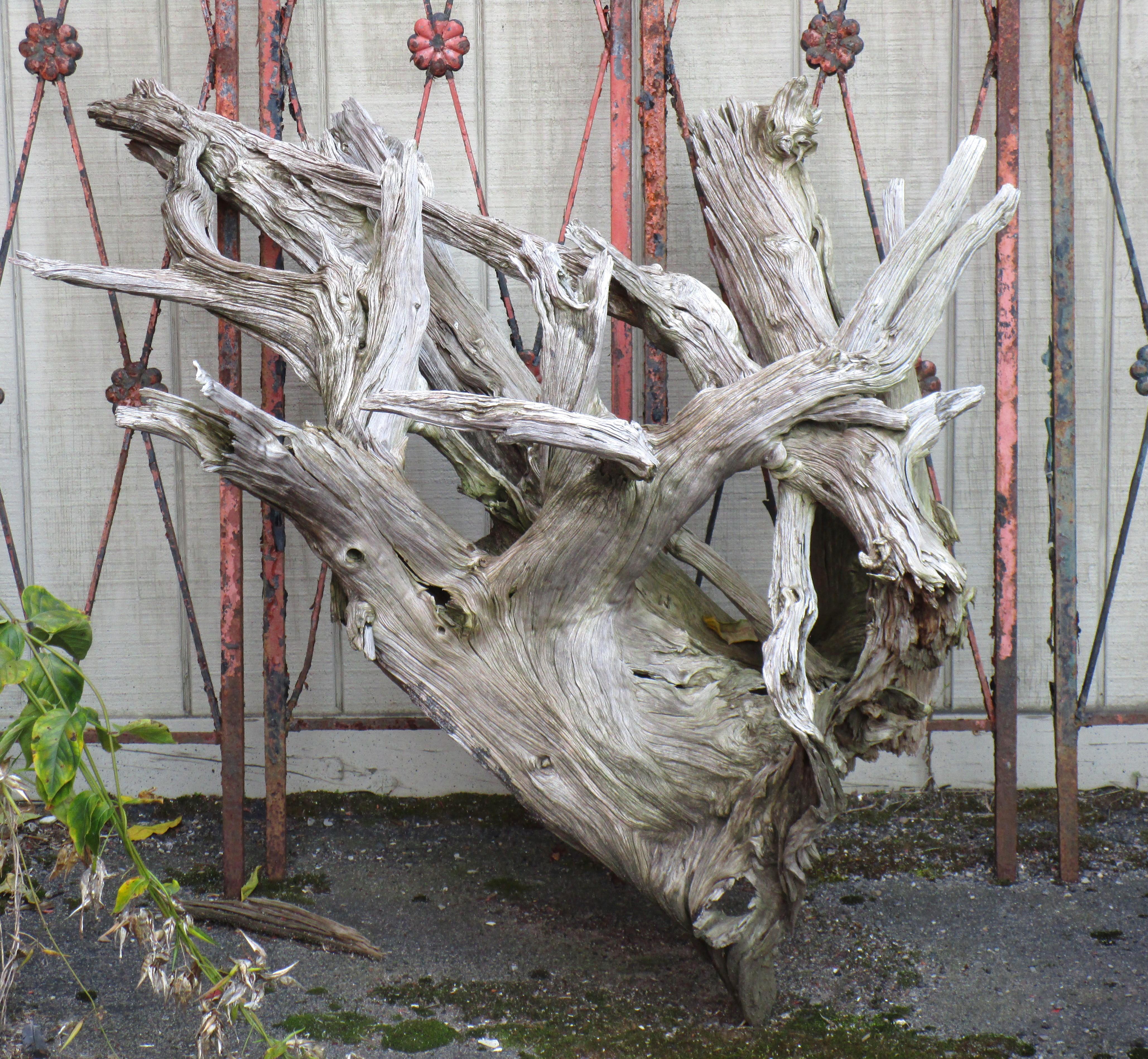 American Massive Old Sun Bleached Weathered Driftwood