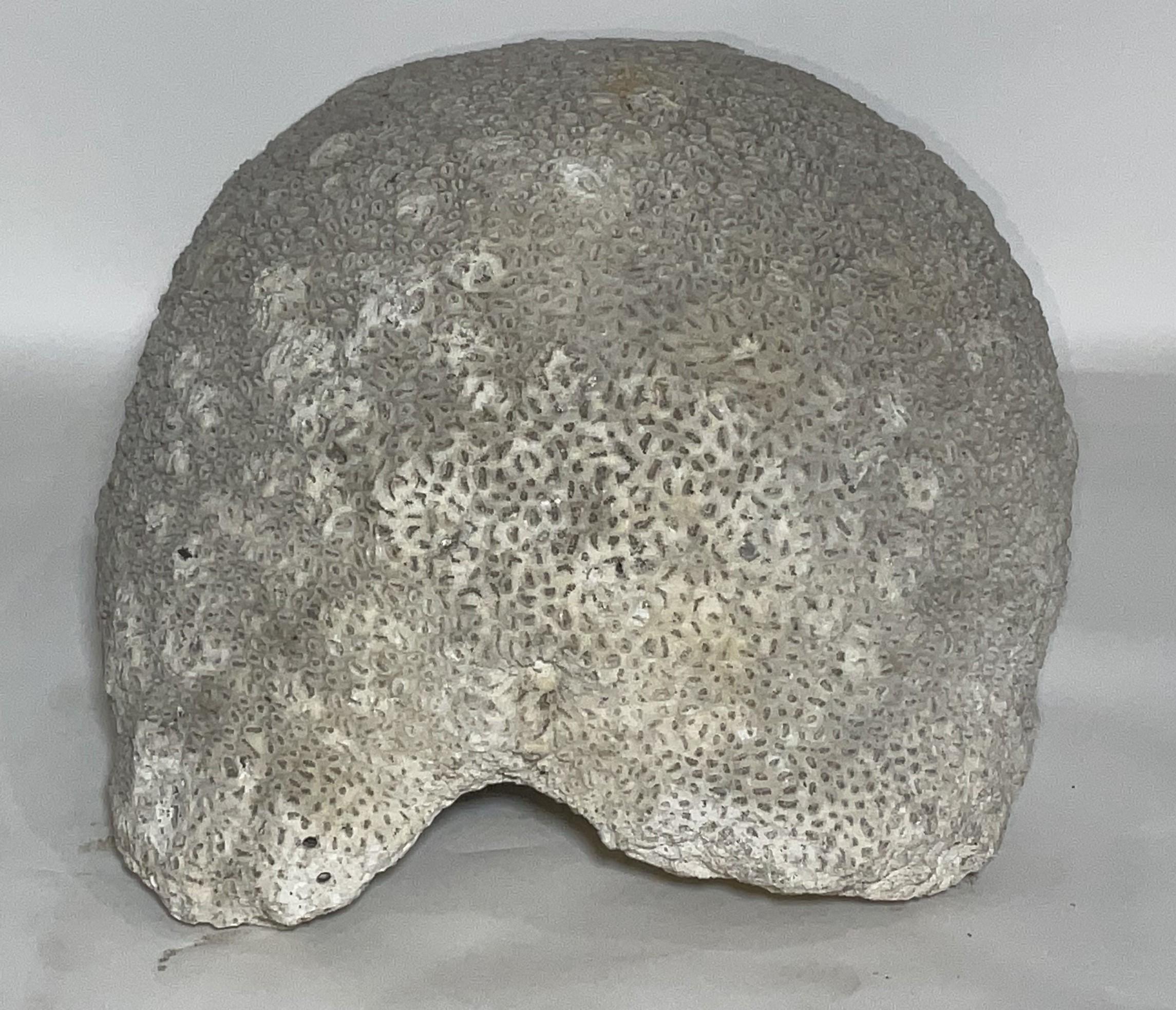 Massives Stück einer Gehirnkoralle aus dem North River Museum in City Island, NY. Dieser ist mit 68 Pfund recht schwer. Dies war Teil einer sehr beliebten Unterwasser-Ausstellung im North River Museum in City Island, NY. 