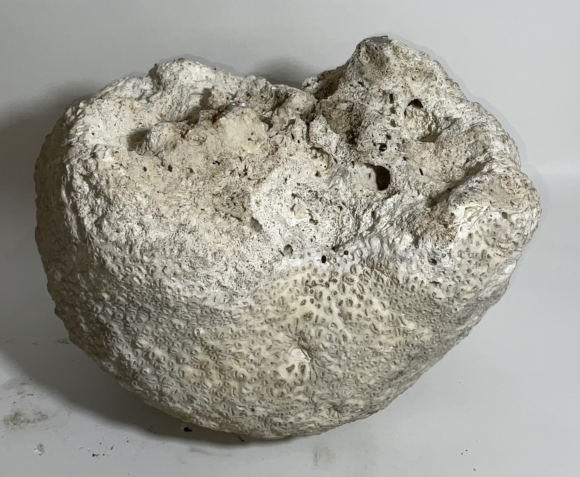 Massives Stück Koralle aus Kettenband aus dem North River Museum in City Island, NY im Angebot 1