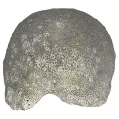 Massive Piece of Brain Coral from North River Museum in City Island, NY