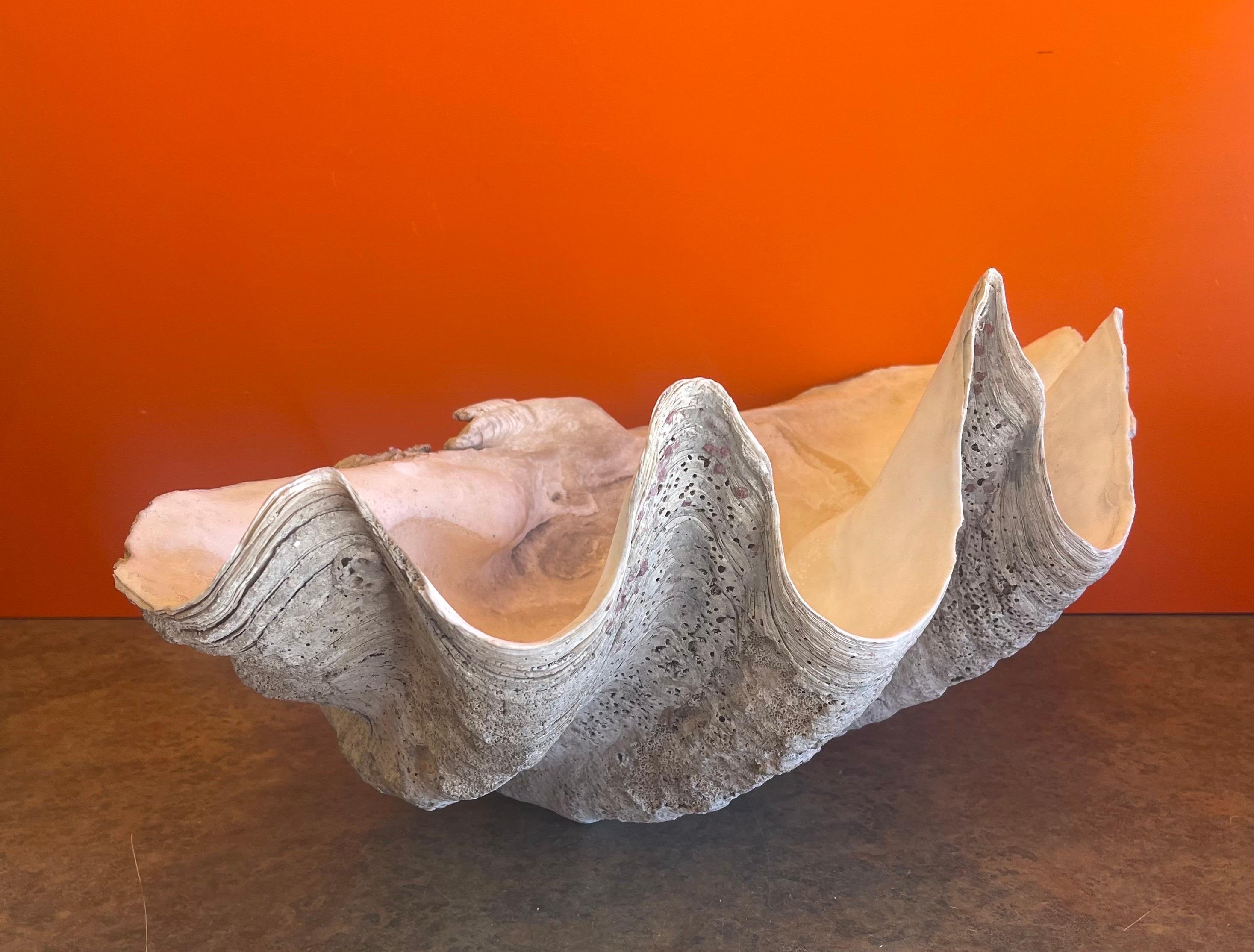 Massive Sculptural Giant South Pacific Clam Shell with Shells and Starfish 5