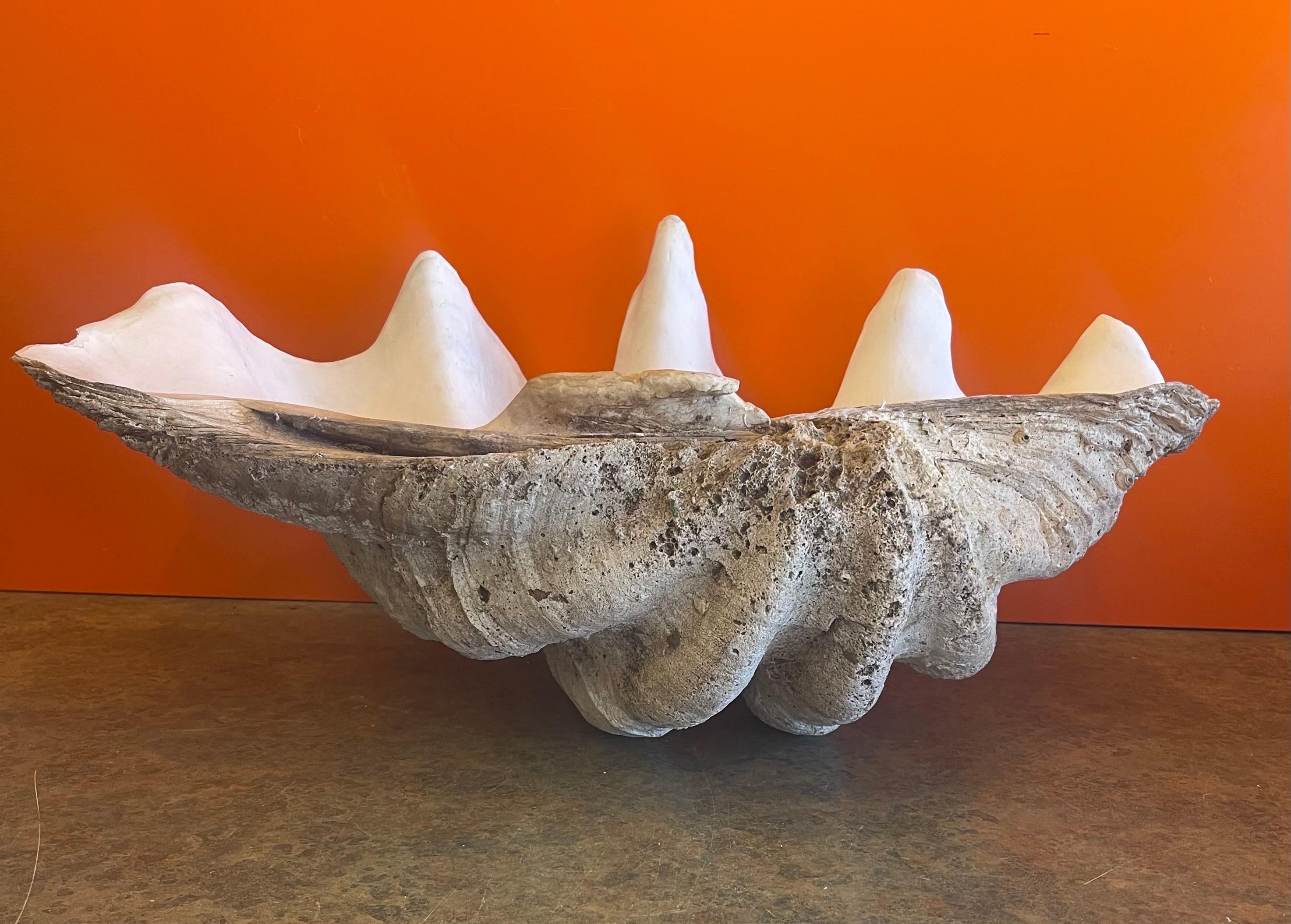 Massive Sculptural Giant South Pacific Clam Shell with Shells and Starfish 7