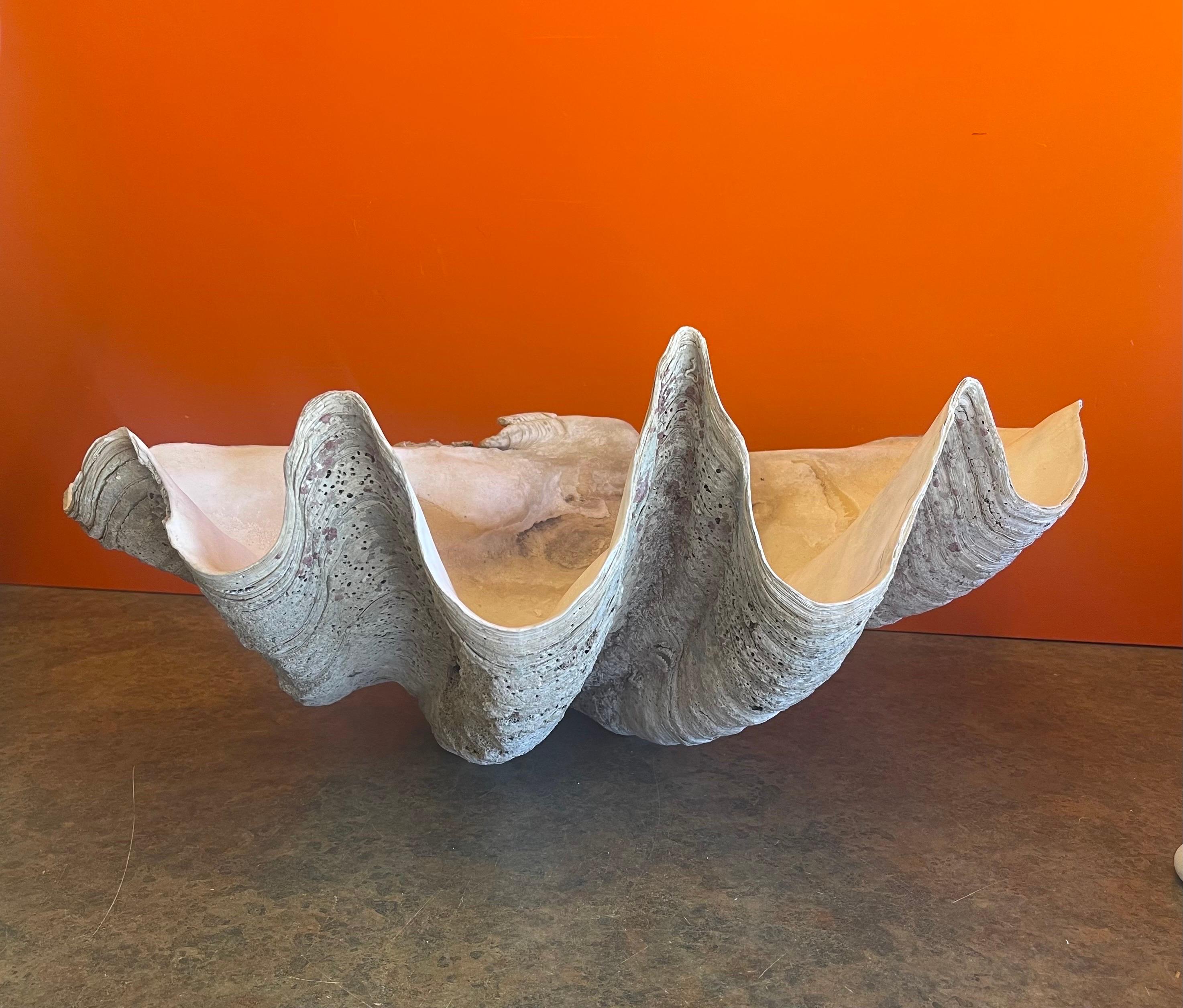 Massive Sculptural Giant South Pacific Clam Shell with Shells and Starfish 8