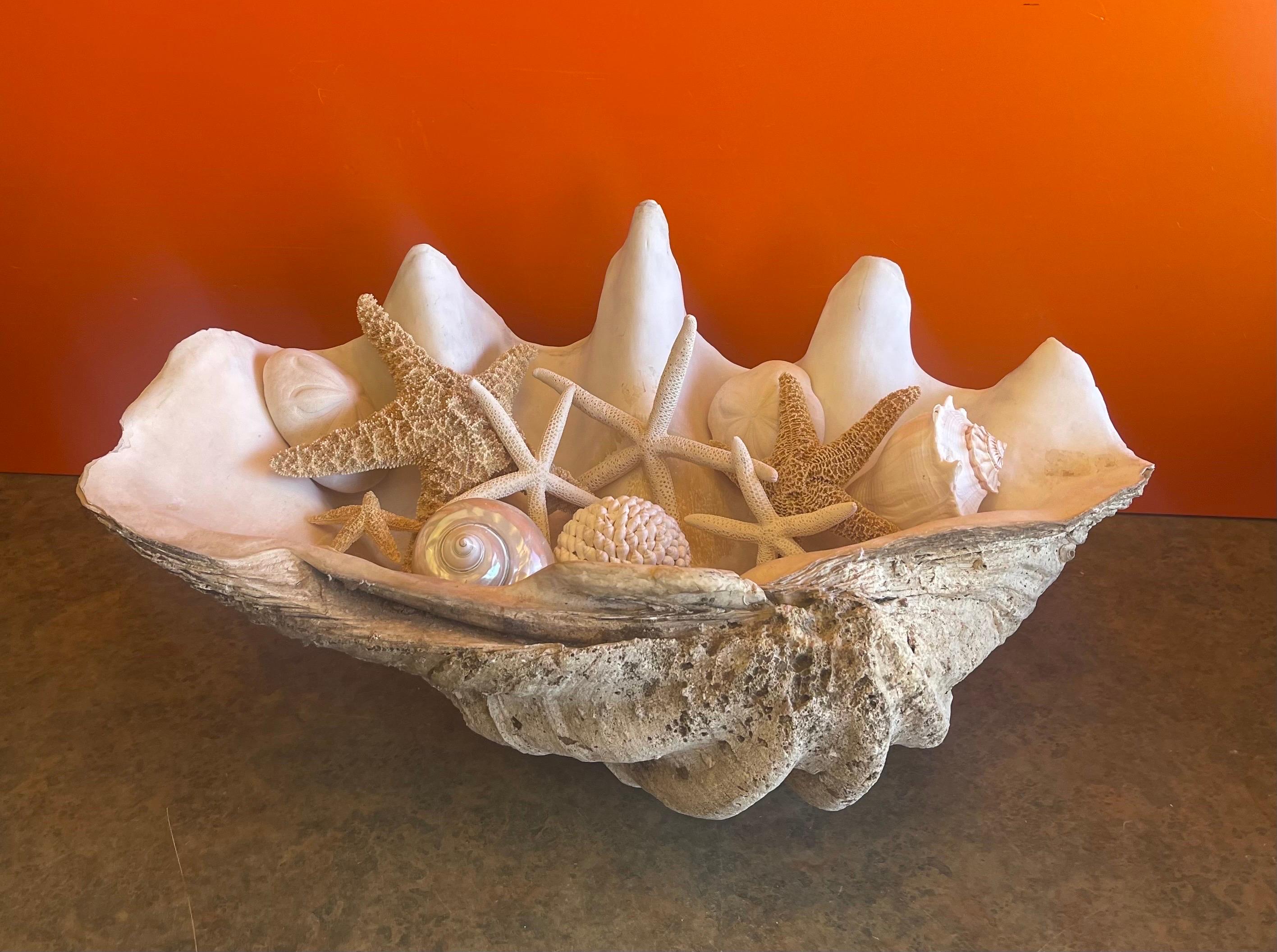 Massive Sculptural Giant South Pacific Clam Shell with Shells and Starfish 12