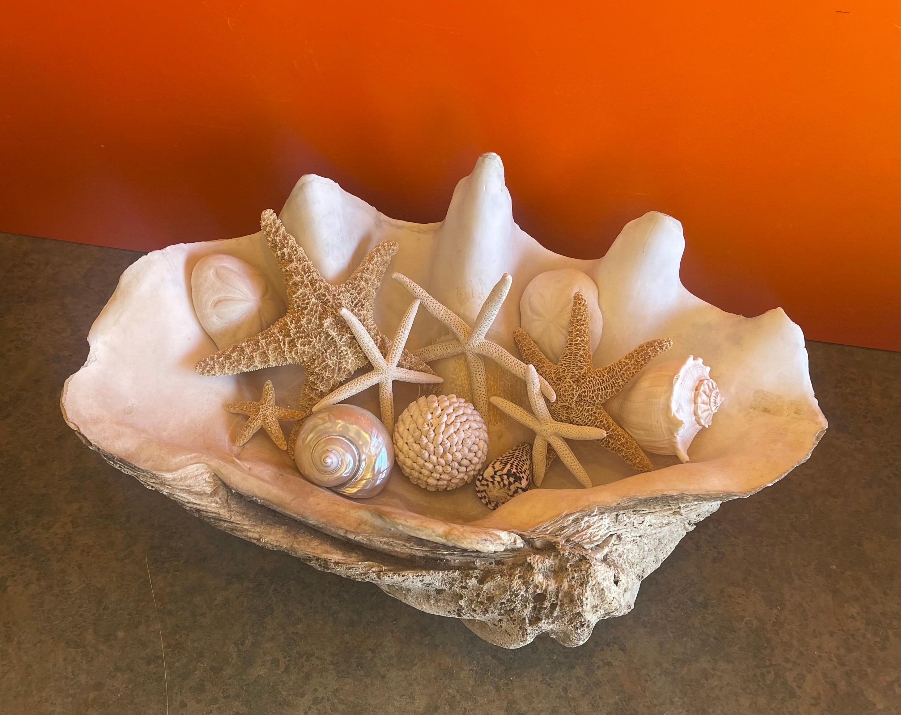 Asian Massive Sculptural Giant South Pacific Clam Shell with Shells and Starfish